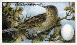 1919 Gallaher Birds Nests & Eggs Series #45 Wryneck Front