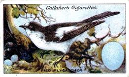 1919 Gallaher Birds Nests & Eggs Series #50 Pied Flycatcher Front