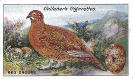 1919 Gallaher Birds Nests & Eggs Series #54 Red Grouse Front