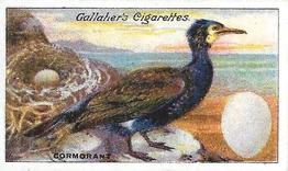 1919 Gallaher Birds Nests & Eggs Series #56 Cormorant Front