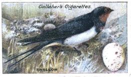 1919 Gallaher Birds Nests & Eggs Series #59 Swallow Front