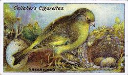 1919 Gallaher Birds Nests & Eggs Series #64 Greenfinch Front