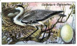1919 Gallaher Birds Nests & Eggs Series #65 Heron Front
