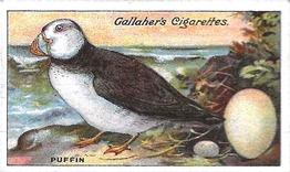 1919 Gallaher Birds Nests & Eggs Series #67 Puffin Front
