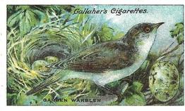 1919 Gallaher Birds Nests & Eggs Series #71 Garden Warbler Front