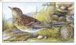 1919 Gallaher Birds Nests & Eggs Series #74 Meadow Pipit Front