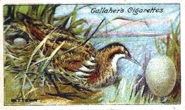 1919 Gallaher Birds Nests & Eggs Series #76 Bittern Front
