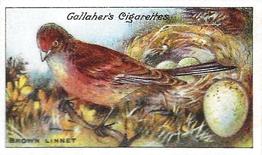 1919 Gallaher Birds Nests & Eggs Series #77 Brown Linnet Front