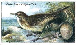 1919 Gallaher Birds Nests & Eggs Series #81 Rock Pipit Front