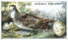 1919 Gallaher Birds Nests & Eggs Series #83 Woodcock Front