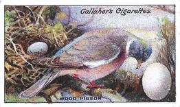 1919 Gallaher Birds Nests & Eggs Series #85 Wood Pigeon or Ringdove Front