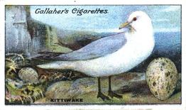 1919 Gallaher Birds Nests & Eggs Series #90 Kittiwake Front