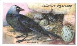 1919 Gallaher Birds Nests & Eggs Series #92 Jackdaw Front