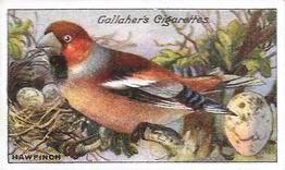 1919 Gallaher Birds Nests & Eggs Series #94 Hawfinch Front