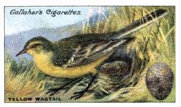 1919 Gallaher Birds Nests & Eggs Series #96 Yellow Wagtail Front