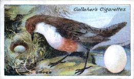 1919 Gallaher Birds Nests & Eggs Series #97 Dipper Front