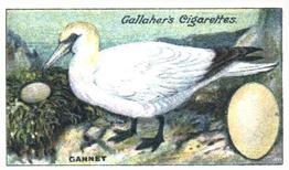 1919 Gallaher Birds Nests & Eggs Series #99 Gannet Front