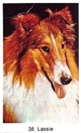 1977 Swedish Samlarsaker Animals #38 Lassie Front