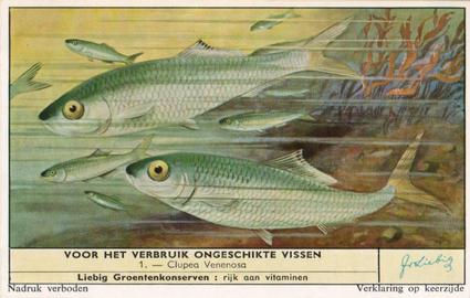 1959 Liebig Voor Het Verbruik Ongeschikte Vissen (Inedible Fish) (Dutch Text) (F1716, S1715) #1 Clupea Venenosa Front