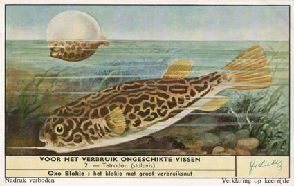 1959 Liebig Voor Het Verbruik Ongeschikte Vissen (Inedible Fish) (Dutch Text) (F1716, S1715) #2 Tetrodon (stolpvis) Front
