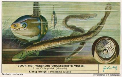1959 Liebig Voor Het Verbruik Ongeschikte Vissen (Inedible Fish) (Dutch Text) (F1716, S1715) #6 Orthagorisk (Maanvis) Front