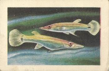 1948 Malties Fishes of the World #1 Mexican Swordtail Front