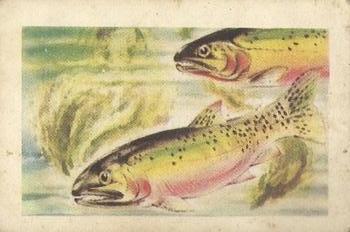 1948 Malties Fishes of the World #4 Yellowstone trout Front