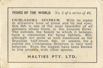 1948 Malties Fishes of the World #5 Cichlasoma Severum Back