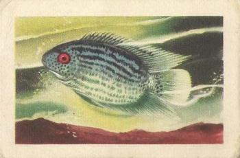 1948 Malties Fishes of the World #5 Cichlasoma Severum Front