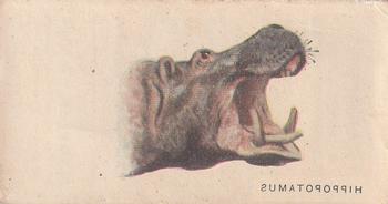 1931 Player's Wild Animals' Heads (Transfers) #NNO Hippopotamus Front