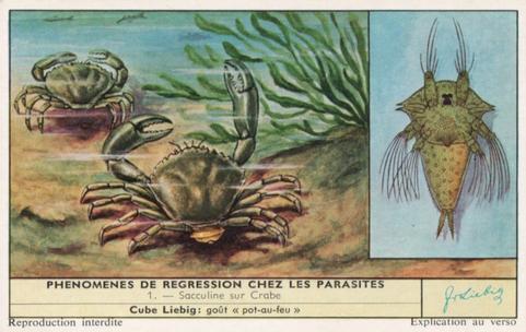 1960 Liebig Phénomènes de regression chez les parasites (Marine parasites) (French Text) (F1738, S1729) #1 Sacculine sur Crabe Front
