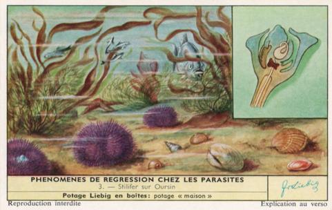 1960 Liebig Phénomènes de regression chez les parasites (Marine parasites) (French Text) (F1738, S1729) #3 Stilifer sur Oursin Front