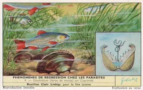 1960 Liebig Phénomènes de regression chez les parasites (Marine parasites) (French Text) (F1738, S1729) #4 Glochidium (larve de moule) sur Cyprinide Front
