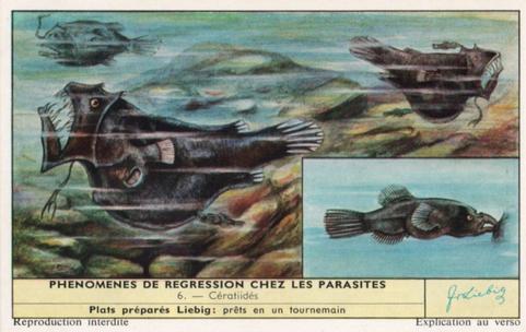 1960 Liebig Phénomènes de regression chez les parasites (Marine parasites) (French Text) (F1738, S1729) #6 Ceratiides Front