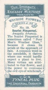 1928 C.W.S. Wayside Flowers #19 Scarlet Pimpernel Back