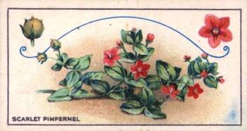 1928 C.W.S. Wayside Flowers #19 Scarlet Pimpernel Front