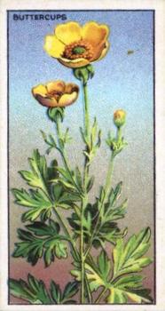 1928 C.W.S. Wayside Flowers #22 Buttercups Front