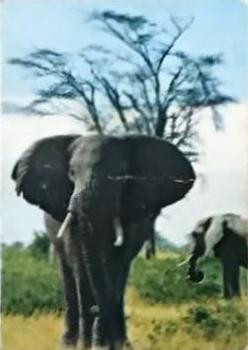 1971 GB Päronsplitt Djur Jorden Runt #2 Elefanttjur Front