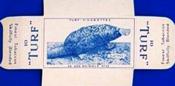 1954 Turf Zoo Animals - Uncut Singles #22 Platypus Front