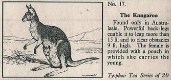1955 Ty-phoo Tea Wild Animals #17 The Kangaroo Front