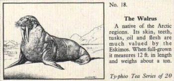 1955 Ty-phoo Tea Wild Animals #18 The Walrus Front