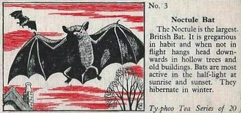 1957 Ty-Phoo Tea Some Countryside Animals #3 Noctule Bat Front