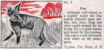 1957 Ty-Phoo Tea Some Countryside Animals #5 Fox Front