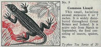1957 Ty-Phoo Tea Some Countryside Animals #9 Common Lizard Front