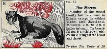 1957 Ty-Phoo Tea Some Countryside Animals #10 Pine Marten Front