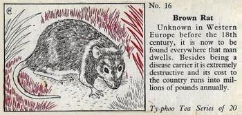 1957 Ty-Phoo Tea Some Countryside Animals #16 Brown Rat Front
