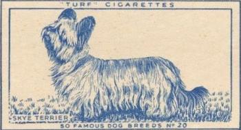 1952 Turf Famous Dogs Breeds #20 Skye Terrier Front