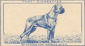 1952 Turf Famous Dogs Breeds #24 Boxer Front