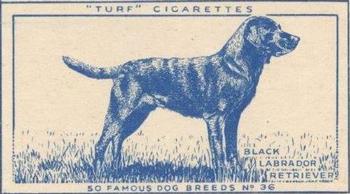 1952 Turf Famous Dogs Breeds #36 Black Labrador Retriever Front
