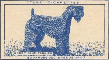 1952 Turf Famous Dogs Breeds #47 Kerry Blue Terrier Front